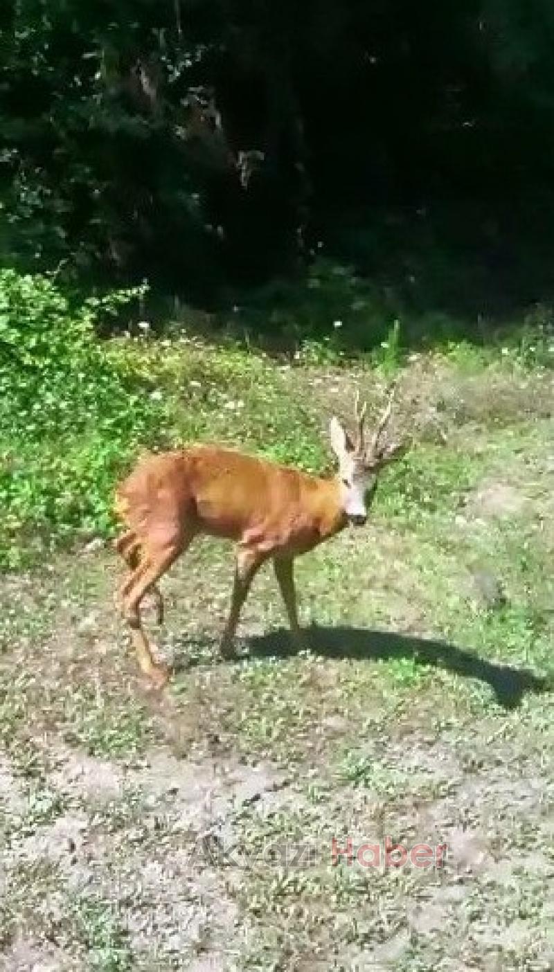 Güzlek yolunda Yavru geyik ilgi odağı oldu