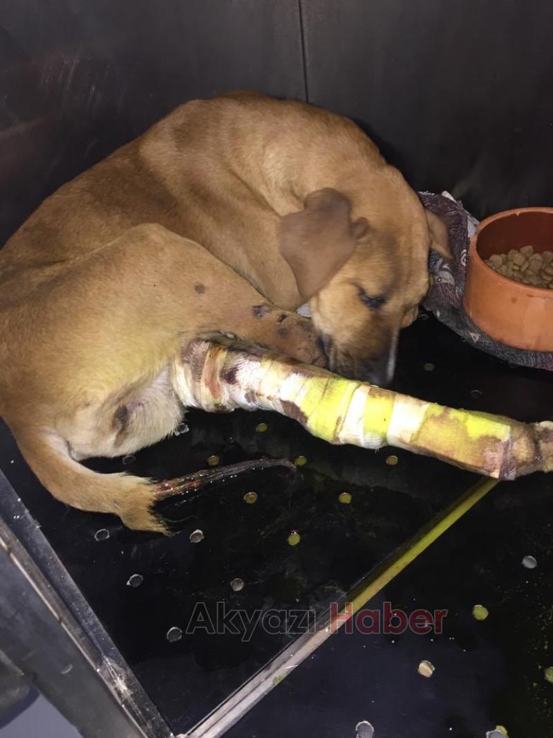 Haluk Levent Sakaryadan yapılan çağrıya duyarsız kalmadı