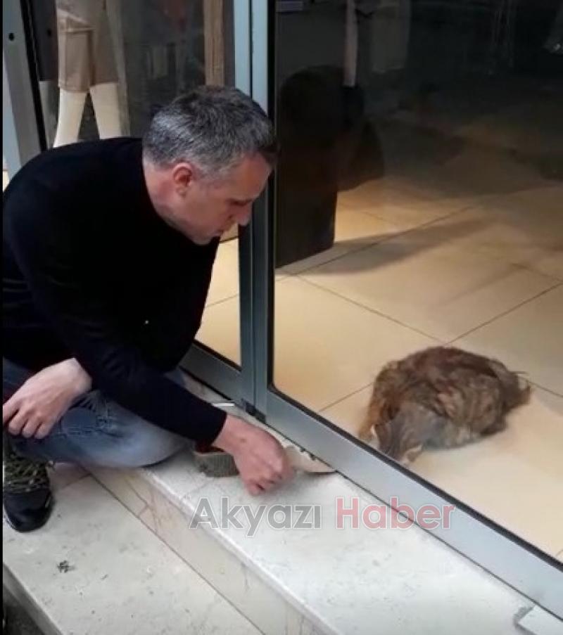 Hamile kedinin yardımına esnaf koştu