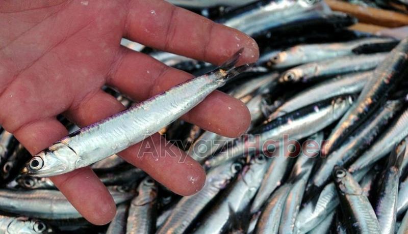 Hamsinin faydaları neler