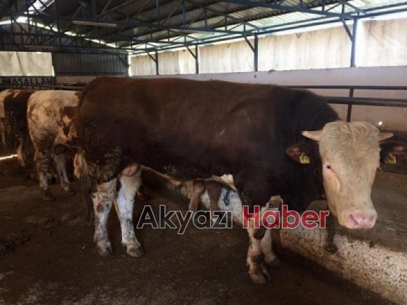 Hamuru Sizden İçlik Bizden