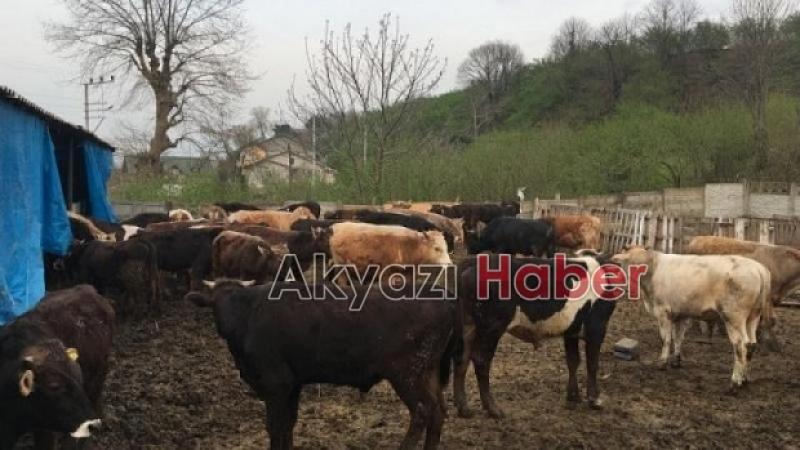 Hamuru Sizden İçlik Bizden