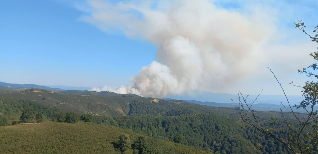 Hendek'teki orman yangını fındıklıktan başlamış