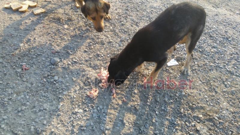 Her gün Kendi İmkanlarıyla Sokak Hayvanlarını Besliyor