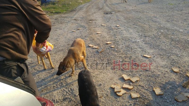Her gün Kendi İmkanlarıyla Sokak Hayvanlarını Besliyor