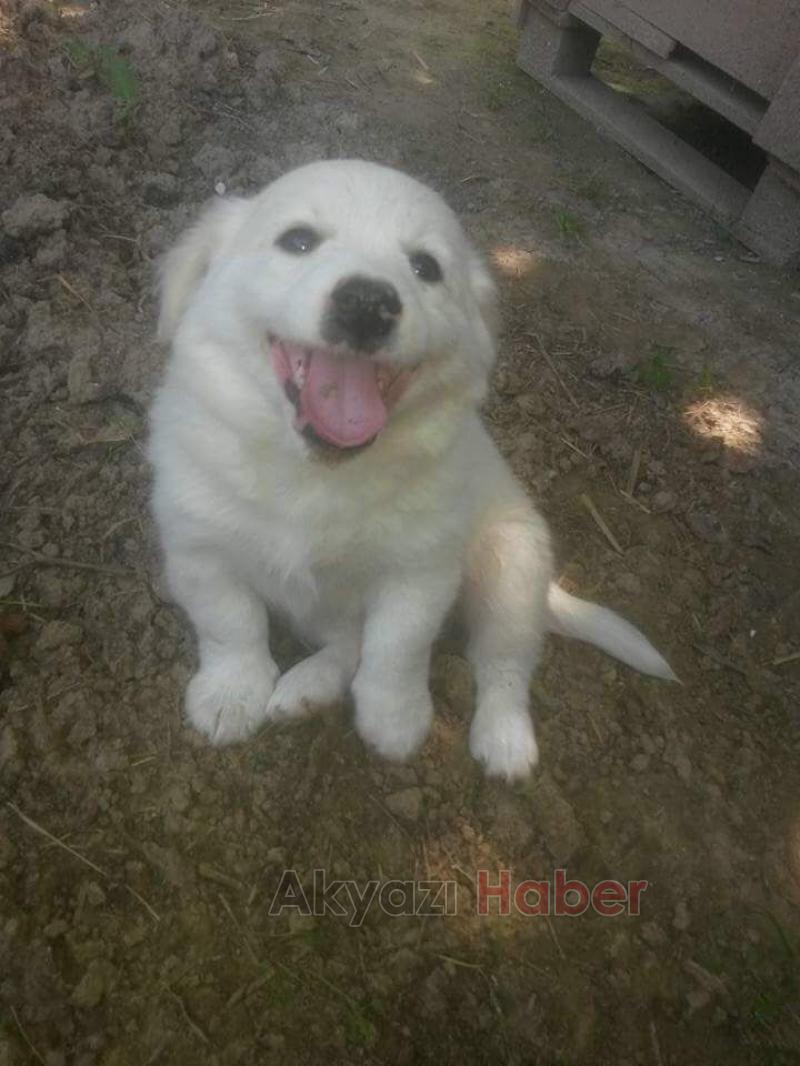 Hırsız, Bir Çocugun Sevgisini Çaldı