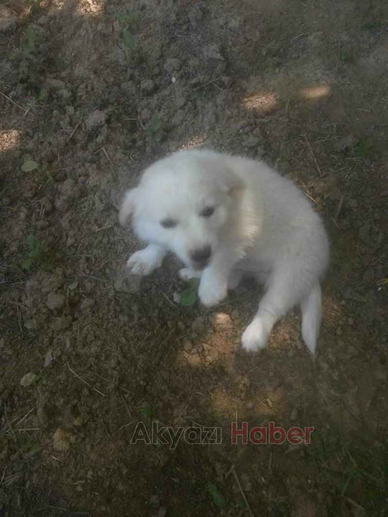 Hırsız, Bir Çocugun Sevgisini Çaldı