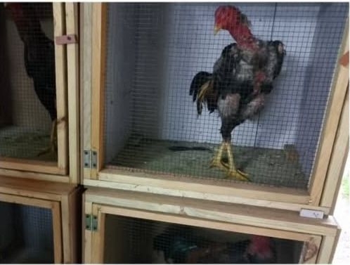 Horoz dövüştürenler suçüstü yakalandı