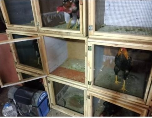 Horoz dövüştürenler suçüstü yakalandı