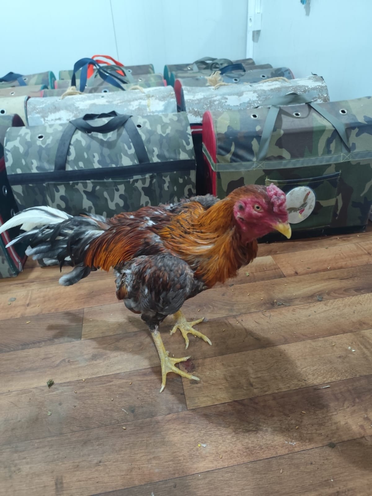 Horoz dövüşüne baskın; 16 kişi yakalandı