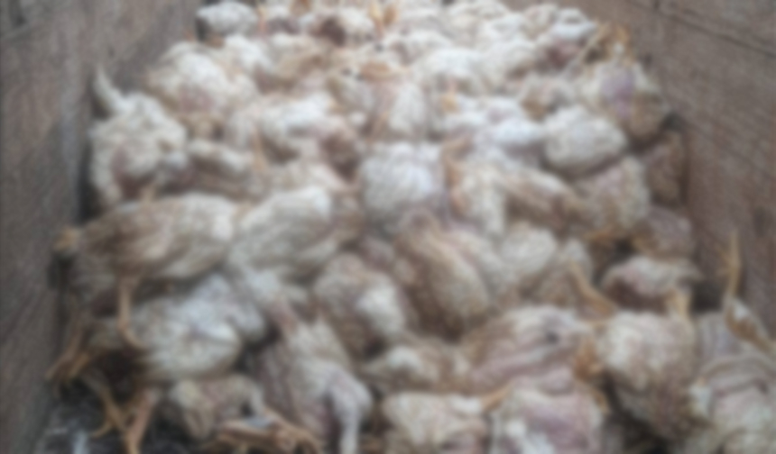 Hortum çatıyı uçurdu, tavuklar telef oldu