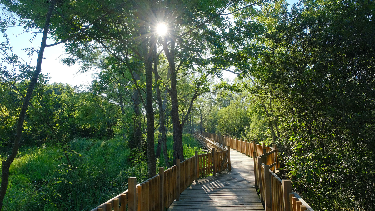 İl Ormanı ve Acarlar Longozu'na ziyaretçi akını