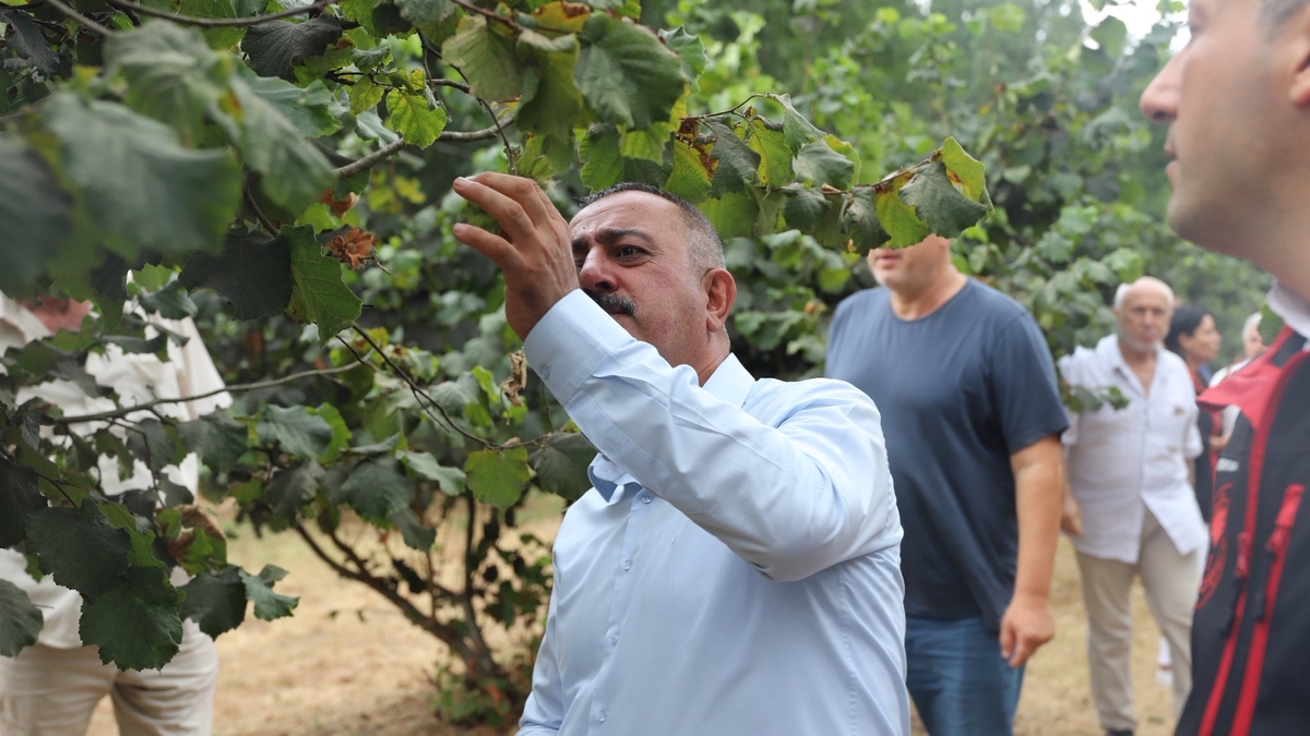 İl Tarım Müdürü Asım Baş, sahaya indi; Akyazı'da bahçelerde incelem yaptı