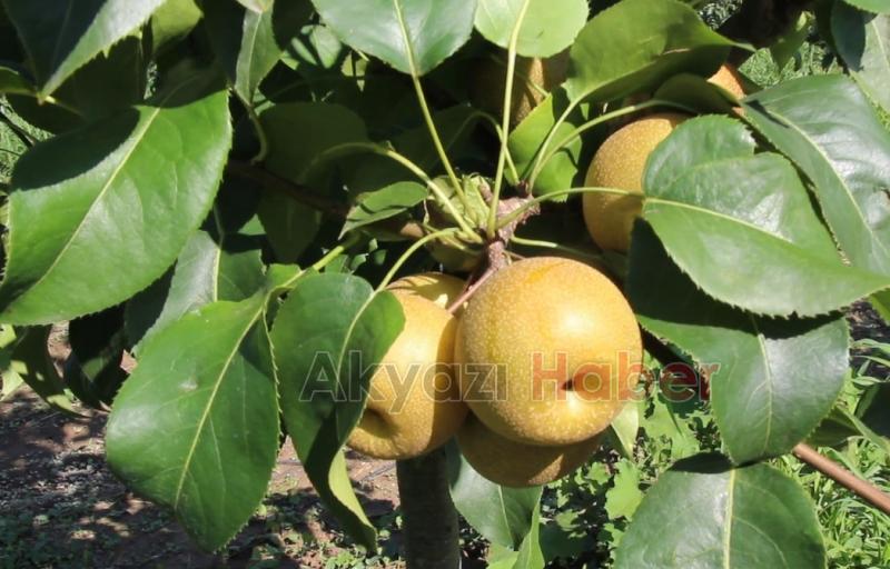 İnşaat Mühendisliğinden Çiftçiliğe Uzanan Bir Hikaye