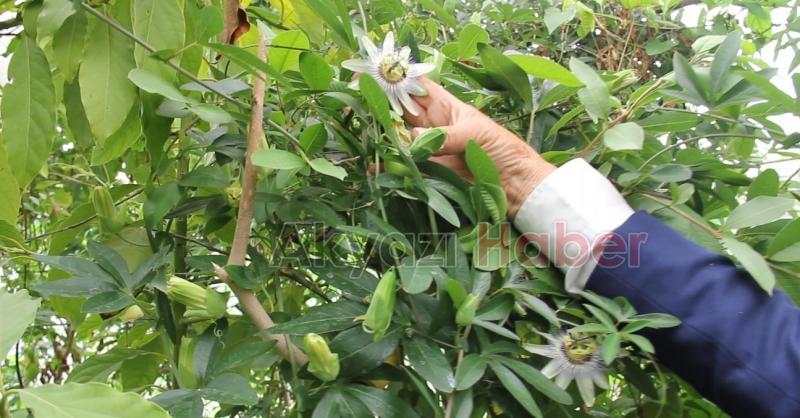 İnşaat Mühendisliğinden Çiftçiliğe Uzanan Bir Hikaye