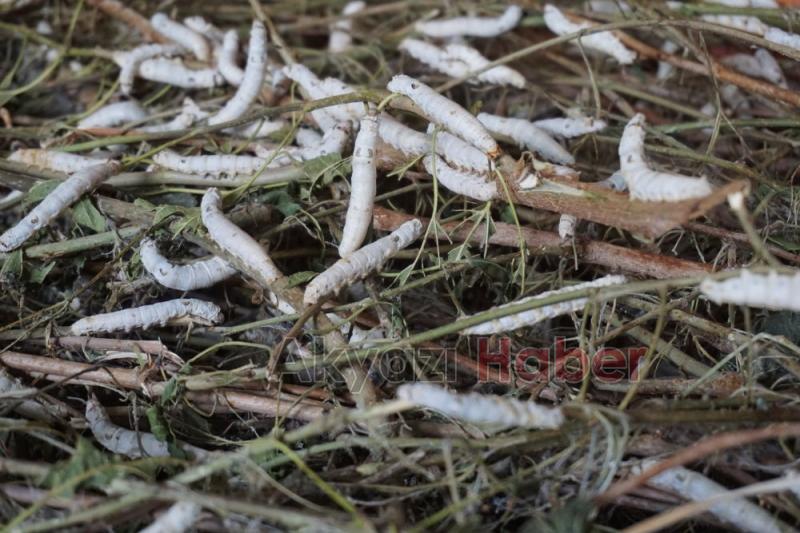 İpek Örmeyen Kozalara Vatandaş Tepkili