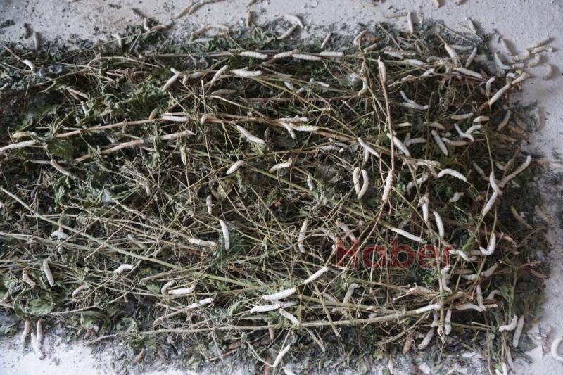 İpek Örmeyen Kozalara Vatandaş Tepkili