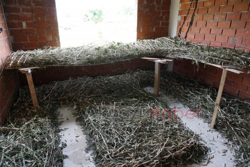 İpek Örmeyen Kozalara Vatandaş Tepkili