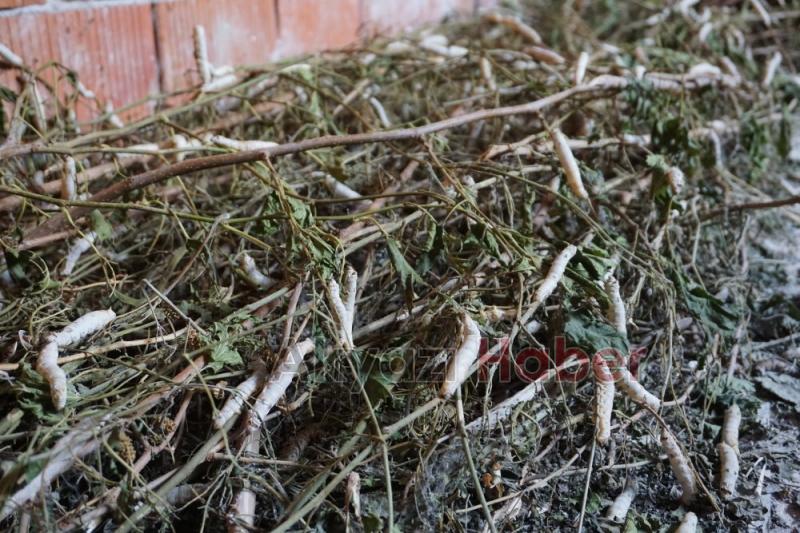 İpek Örmeyen Kozalara Vatandaş Tepkili