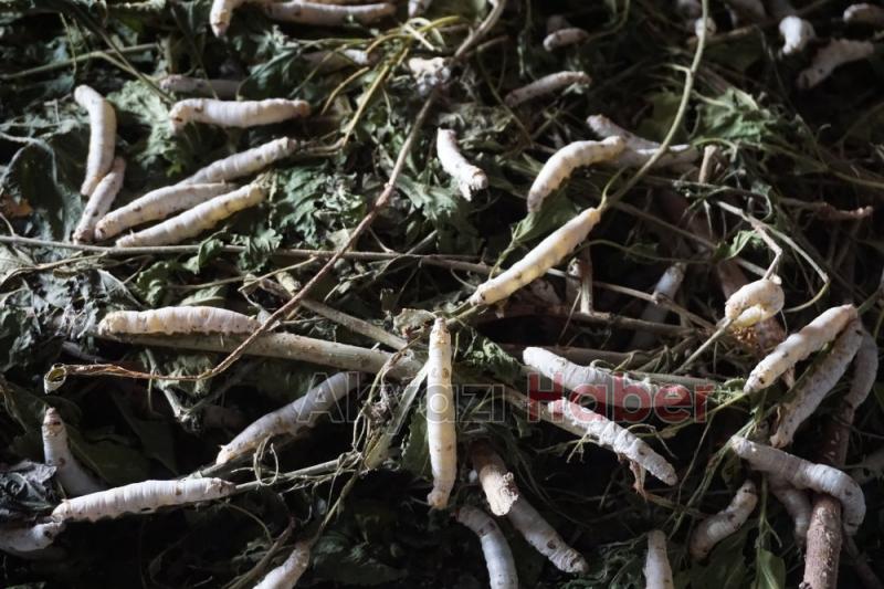 İpek Örmeyen Kozalara Vatandaş Tepkili