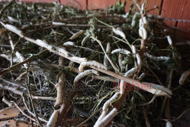 İpek Örmeyen Kozalara Vatandaş Tepkili