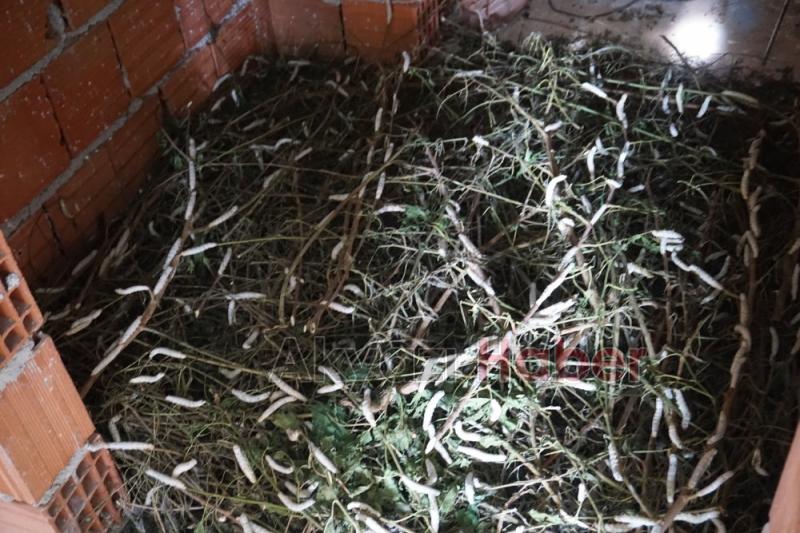 İpek Örmeyen Kozalara Vatandaş Tepkili