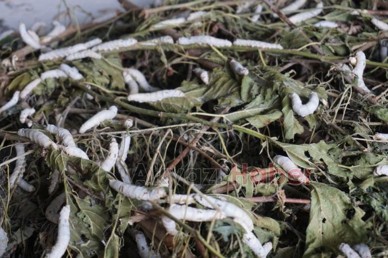 İpek Örmeyen Kozalara Vatandaş Tepkili