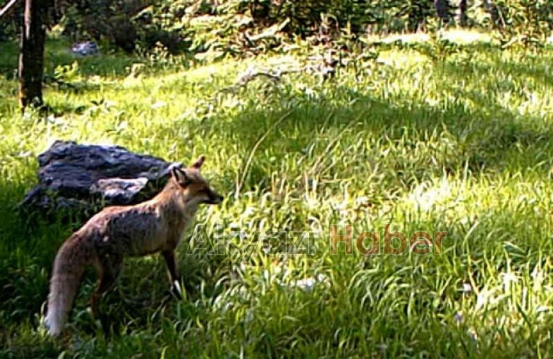 İşte Sakarya ormanlarında Görüntülenen Yaban hayvanları