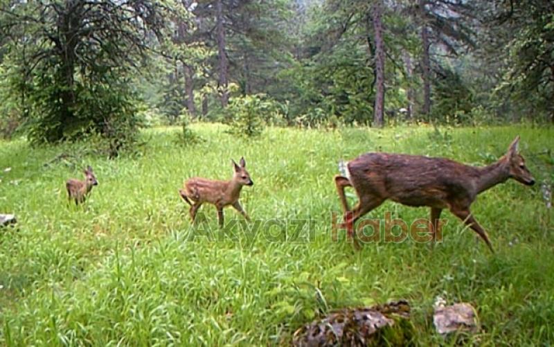 İşte Sakarya ormanlarında Görüntülenen Yaban hayvanları