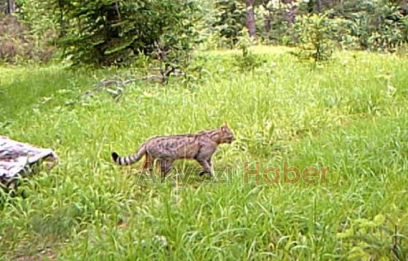 İşte Sakarya ormanlarında Görüntülenen Yaban hayvanları