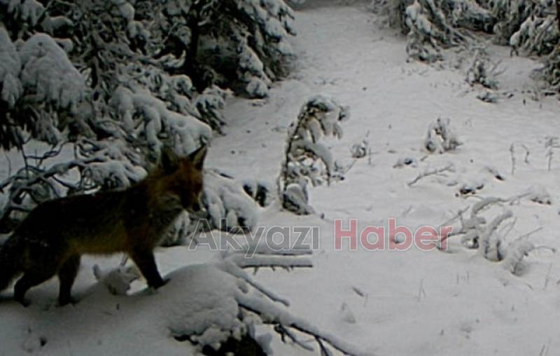 İşte Sakarya ormanlarında Görüntülenen Yaban hayvanları