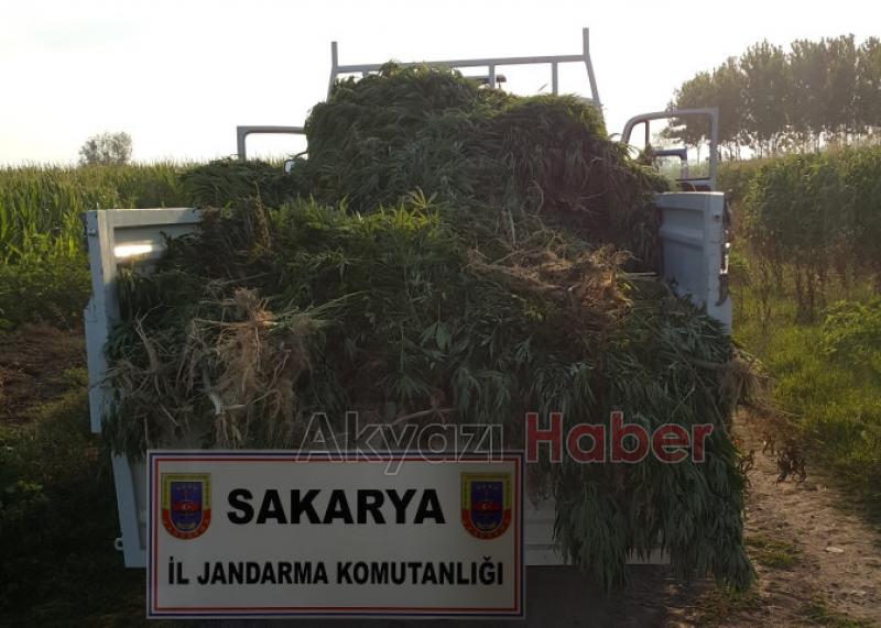 Jandarma 5486 Kök Kenevir Ele Geçirdi