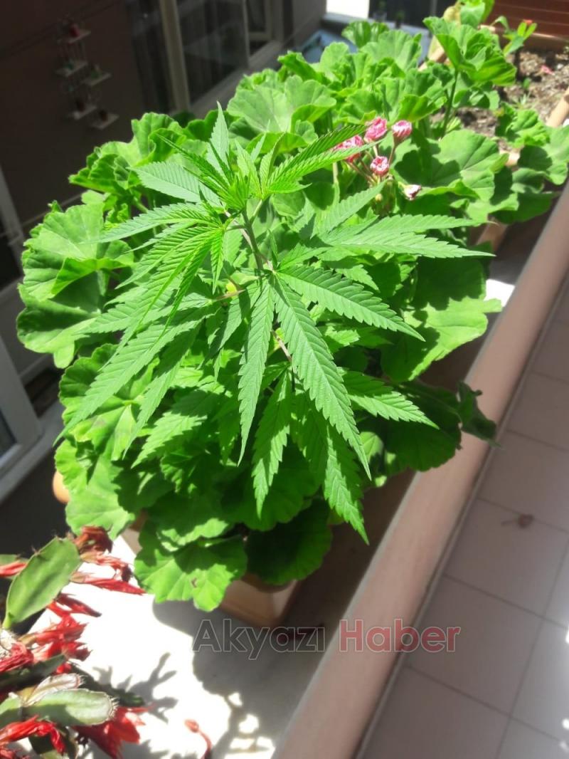 Jandarma'dan Esrar Operasyonu