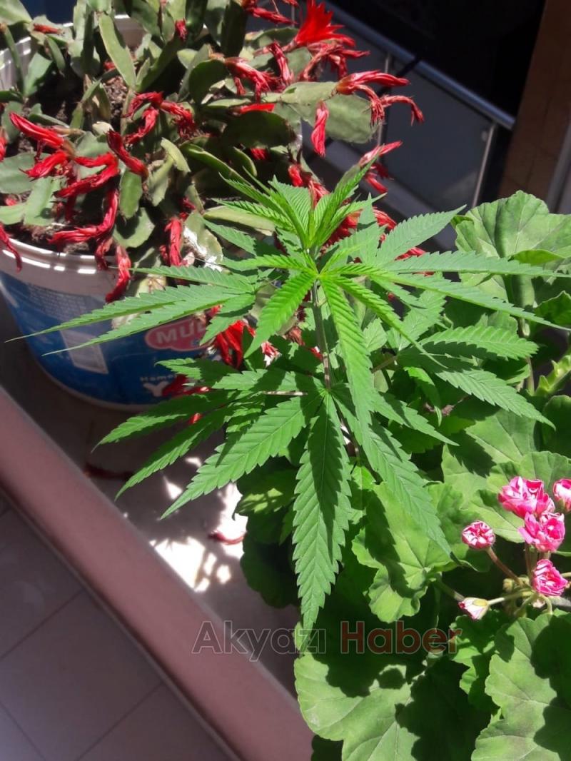 Jandarma'dan Esrar Operasyonu