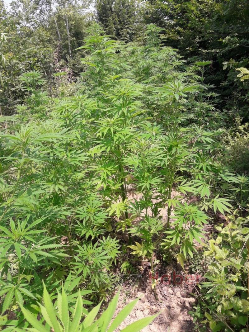 JANDARMA KÖK SÖKTÜRÜYOR