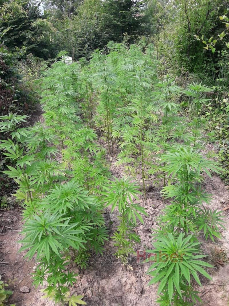 JANDARMA KÖK SÖKTÜRÜYOR