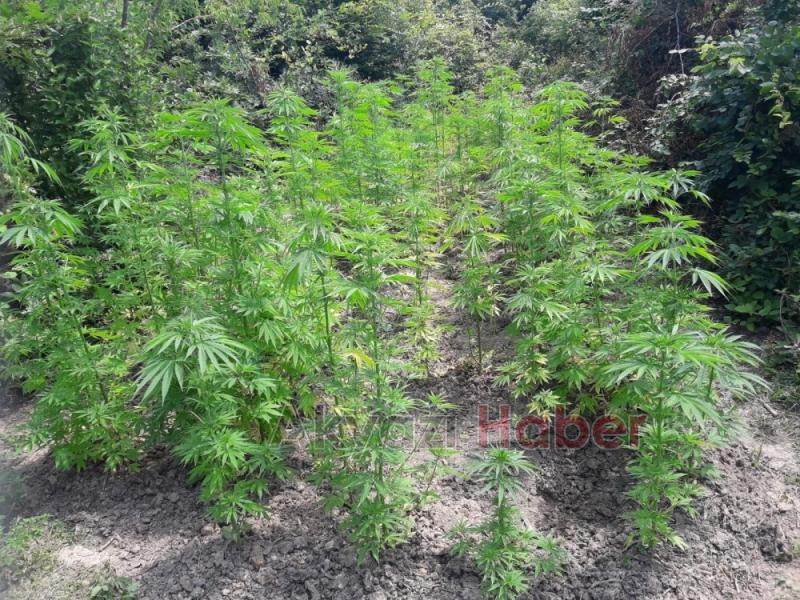 JANDARMA KÖK SÖKTÜRÜYOR