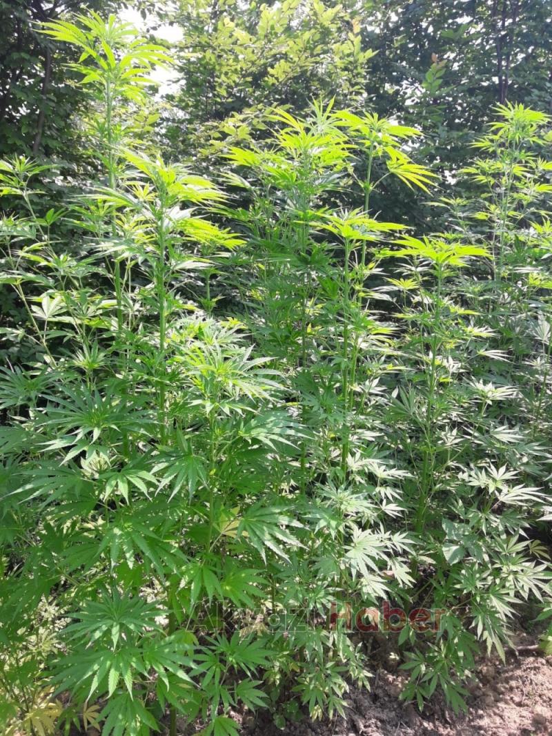 JANDARMA KÖK SÖKTÜRÜYOR