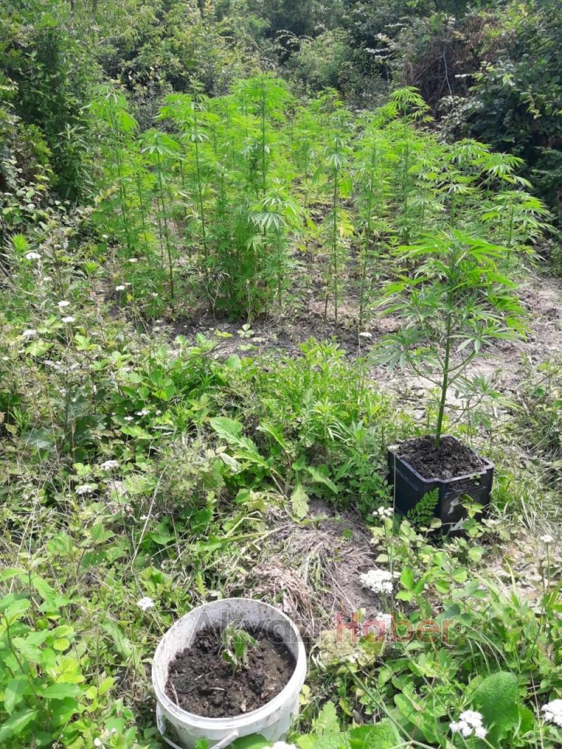 JANDARMA KÖK SÖKTÜRÜYOR