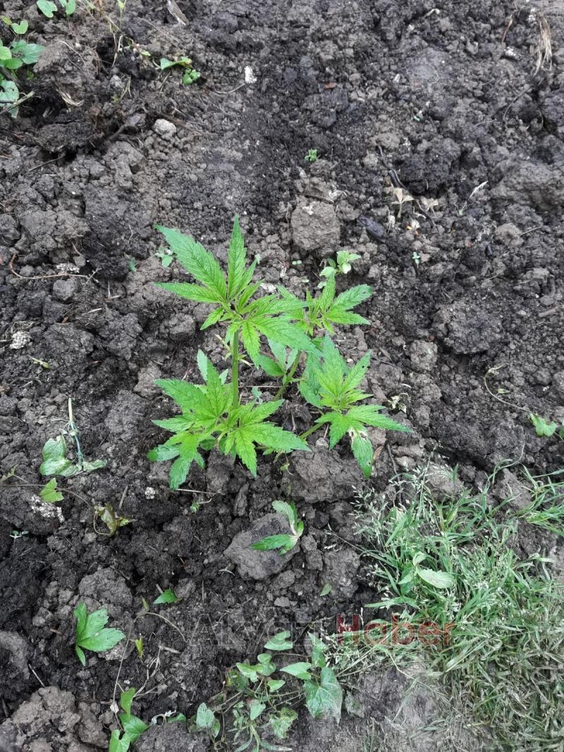 JANDARMA ZEHİR TACİRLERİNE GÖZ AÇTIRMIYOR