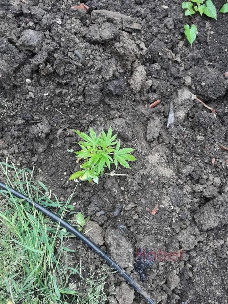 JANDARMA ZEHİR TACİRLERİNE GÖZ AÇTIRMIYOR