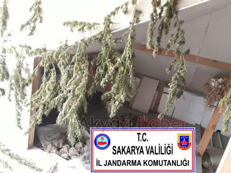 Jandarmadan 5 İlçede Operasyon Yaptı