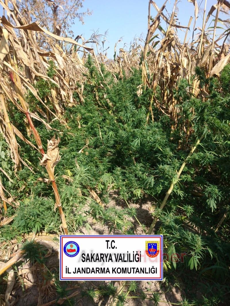 Jandarma’dan Dev Operasyon