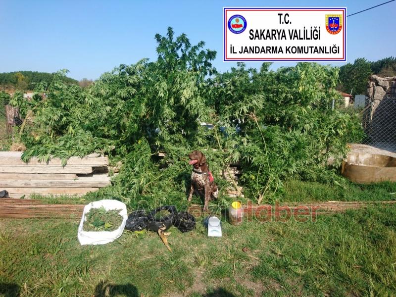 Jandarma’dan Dev Operasyon