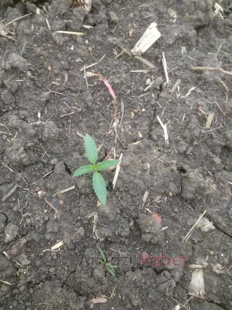 Jandarmadan Esrar Operasyonu