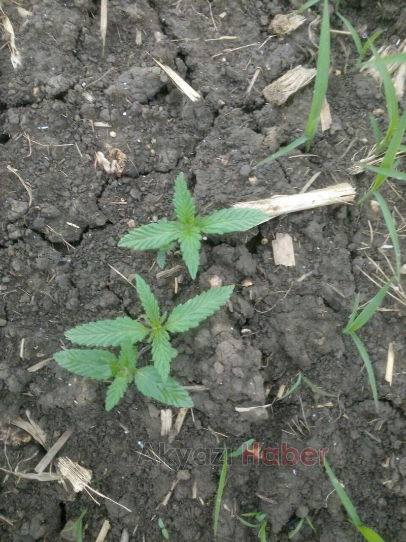 Jandarmadan Esrar Operasyonu