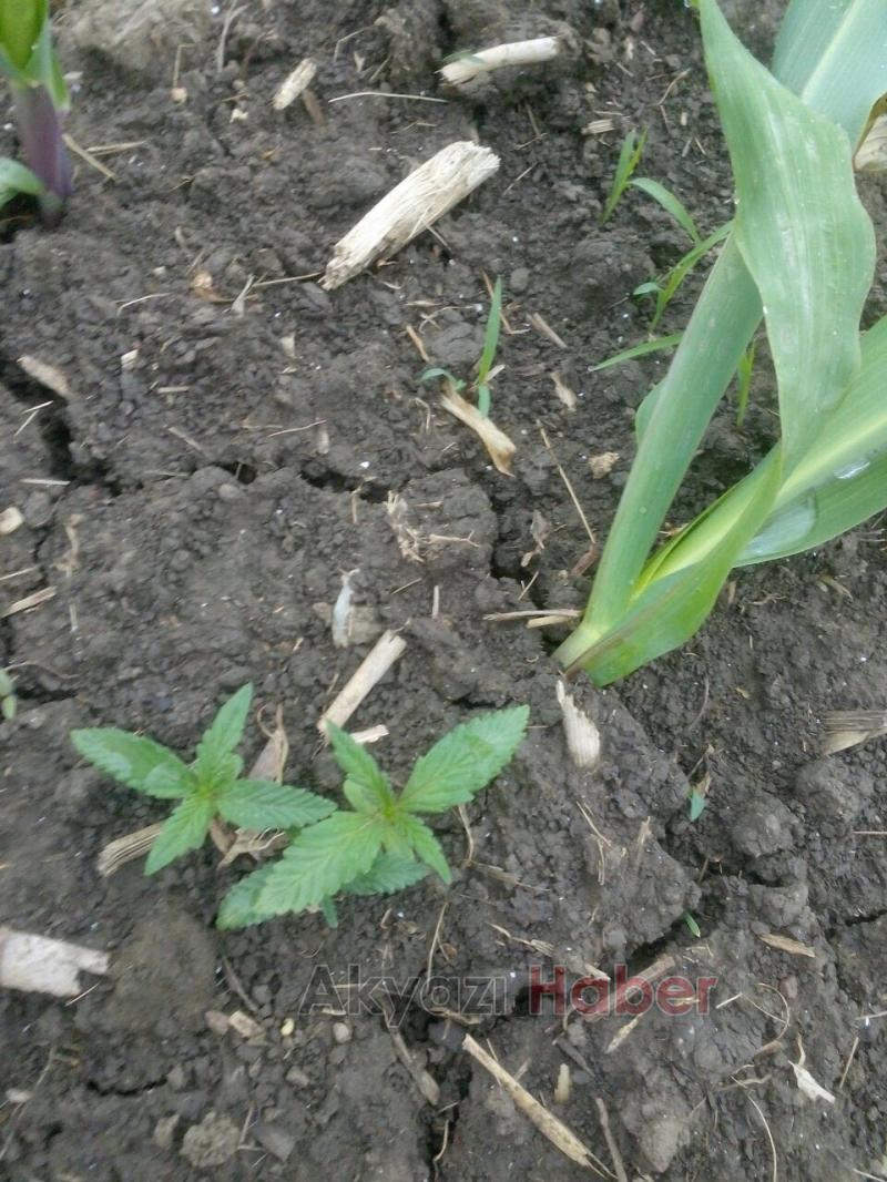 Jandarmadan Esrar Operasyonu