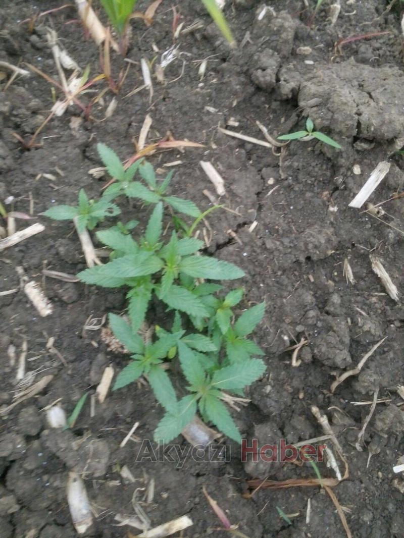 Jandarmadan Esrar Operasyonu