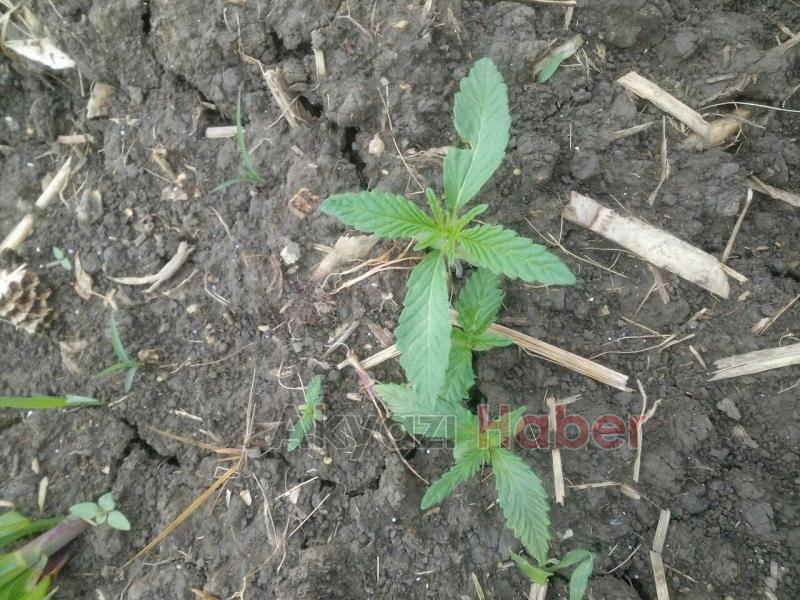 Jandarmadan Esrar Operasyonu