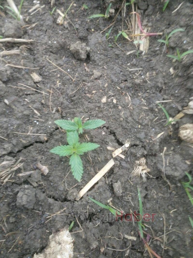 Jandarmadan Esrar Operasyonu